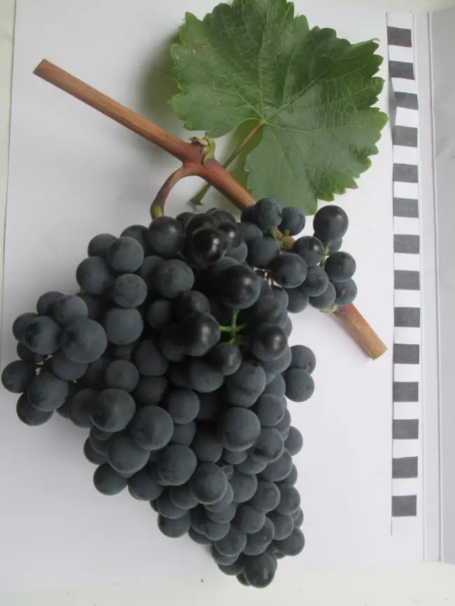 Виноград Красностоп Золотовский относится к техническим среднеспелым сортам. У него небольшие грозди с мелкими сочными ягодами синего цвета.