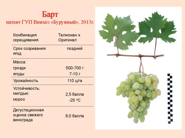 Виноград крона описание сорта — Топ лучших сортов винограда в 2022 году. Рейтинг самых популярных сортов. Достоинства и недостатки каждого вида винограда.