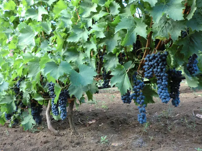 Виноград ливадийский черный — описание и характеристика сорта