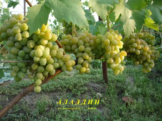 Всё о винограде «ливия» от описания сорта до фото и отзывов о нём