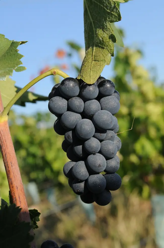 Виноград Мальбек: описание сорта, выращивание, фото, видео, отзывы