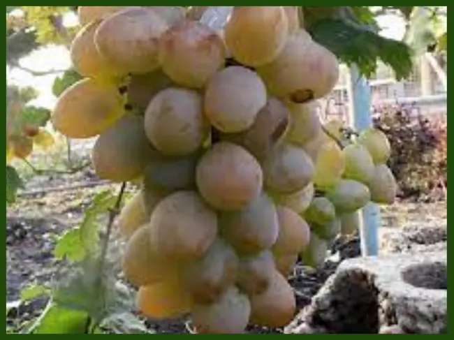 Сорт винограда Монарх: характеристики, выращивание, советы