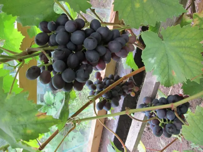 Виноград Муромец: описание сорта с характеристикой и отзывами, особенности посадки и выращивания, фото