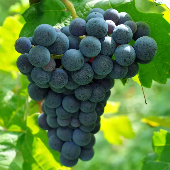 Описание сорта винограда Мускат гамбургский