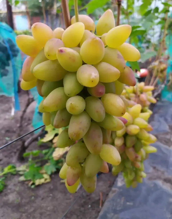 Виноград «Мускат Янтарный». Урожай и особенности сорта