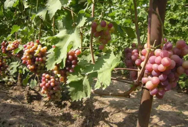 Виноград Низина имеет гармоничный вкус, с вишневым привкусом. Культура устойчива к заболеваниям и морозам. Для выращивания требуется большой участок и систематическая подкормка.