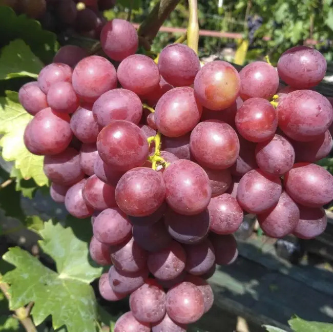 В этой статье мы расскажем о винограде Памяти Учителя. Это ранний виноград. В статье будет описание сорта, красивые фото и правдивые отзывы пользователей.
