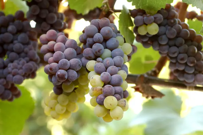 Виноград «Пино»: разновидности сорта и правила выращивания