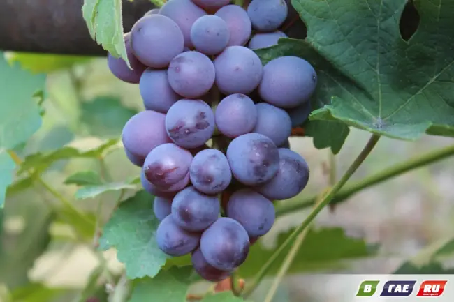Победитель — сорт растения Виноград