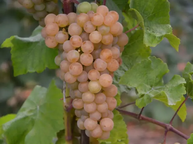 Подарок Магарача — винный сорт виноград