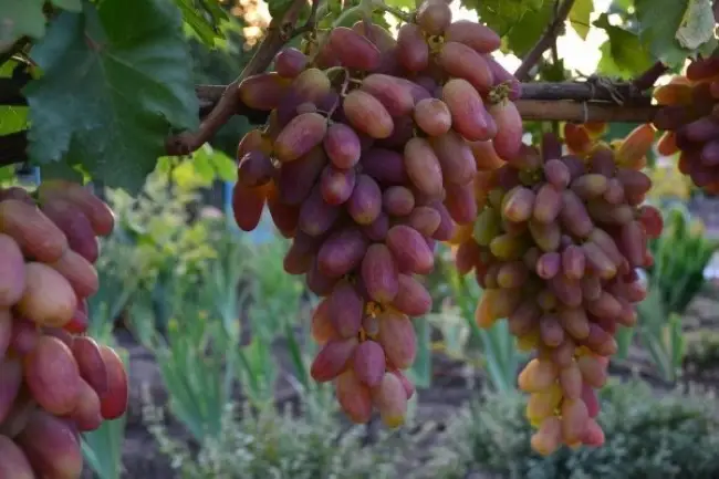 Ранний виноград «Преображение»: описание сорта, характеристики и фото