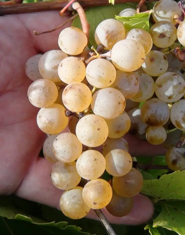 Рислинг устойчивый Магарача — сорт винограда