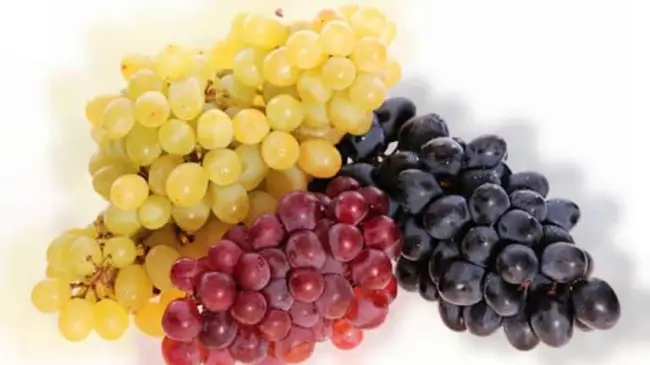 Очень популярный и вкусный сорт винограда «Рислинг»