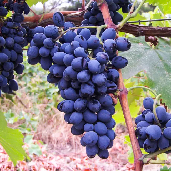 Виноград саперави описание сорта — Виноград Cаперави: описание, характеристики, выращивание и уход