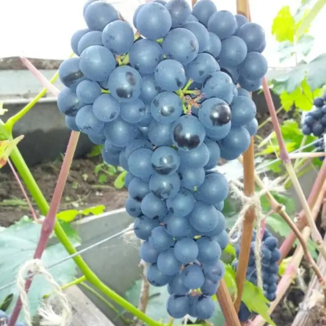 Виноград Фиолетовый ранний: описание сорта, фото, отзывы садоводов