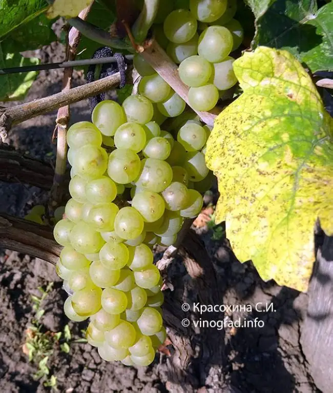 Описание сорта винограда Шардоне