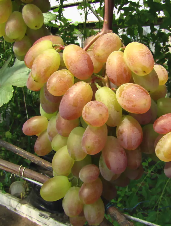 Виноград «Юбилейный» — описание, фото и характеристики сорта