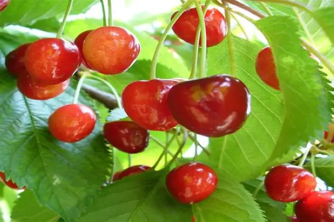 Одним из скороспелых сортов является вишня Багряная, которая к тому же отличается высокими вкусовыми качествами спелых ягод. Хорошая морозоустойчивость, неплоха