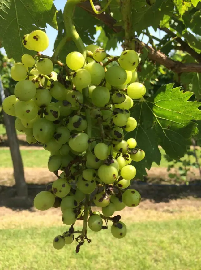 Антракноз винограда: описание с фото и чем лечить
