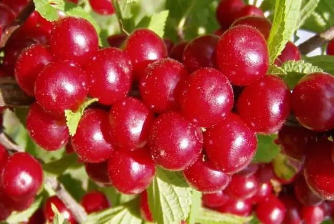 Вишня восточная описание сорта — Обычная ягода с необычным вкусом: сорта войлочной вишни — Дачная помощь