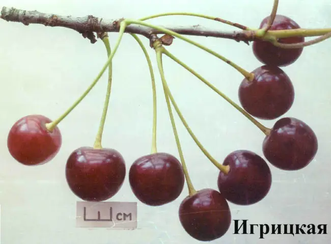 Вишня Игрицкая: описание частично самоплодного сорта, выращивание куста