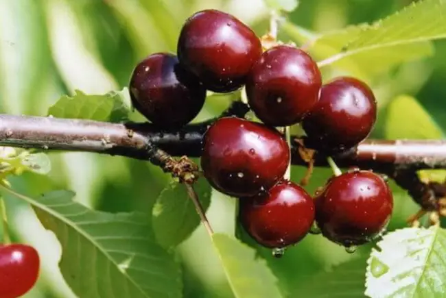 Из сортов вишни наиболее распространены Красная плакучая, Растунья и Владимирская, встречаются также местные формы, отличающиеся между собой по высоте