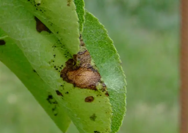 Вредители на листьях груши: 11 опасных насекомых