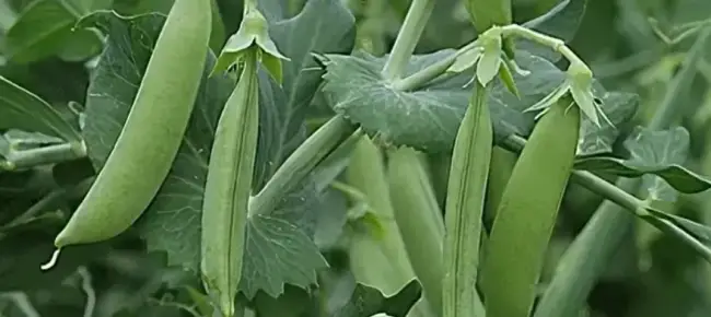 Шугар Флэш — сорт растения Горох овощной