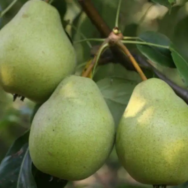 Груша Новелла — Сорта груши  — Сорта плодово-ягодных культур — Сайт о садоводстве