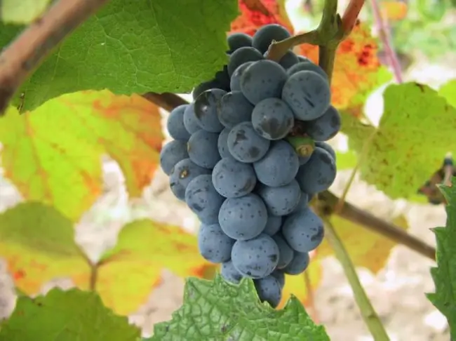 Древоточец виноград — Чем болеет виноград, как это лечить, как защититься от вредителей?