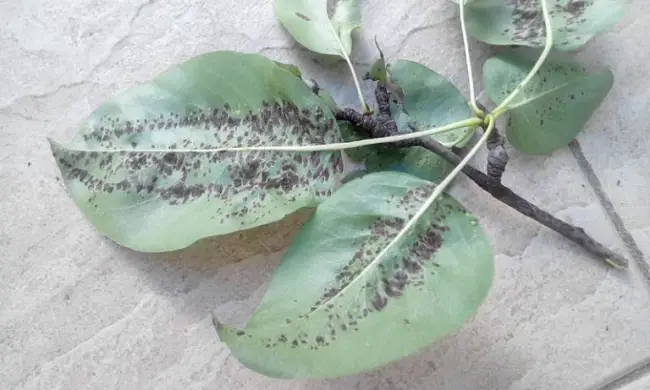 Галловый клещ (14 фото): на листьях груши, чем обработать, меры борьбы весной