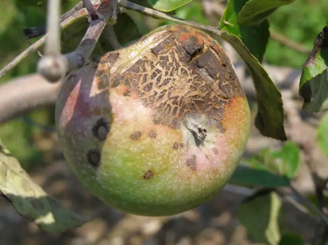 Парша на персике — Болезни и вредители персика и меры борьбы с ними + фото и видео