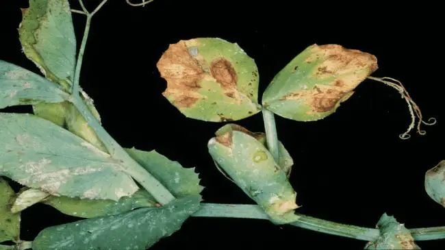 Пятнистость на горохе — Ржавчина гороха — методы лечения болезни культур средствами защиты растений