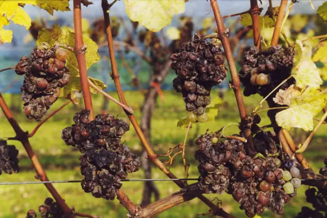 Что такое серая гниль на винограде и как с ней бороться?