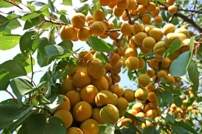 Описание и характеристики абрикоса сорта Водолей, тонкости выращивания