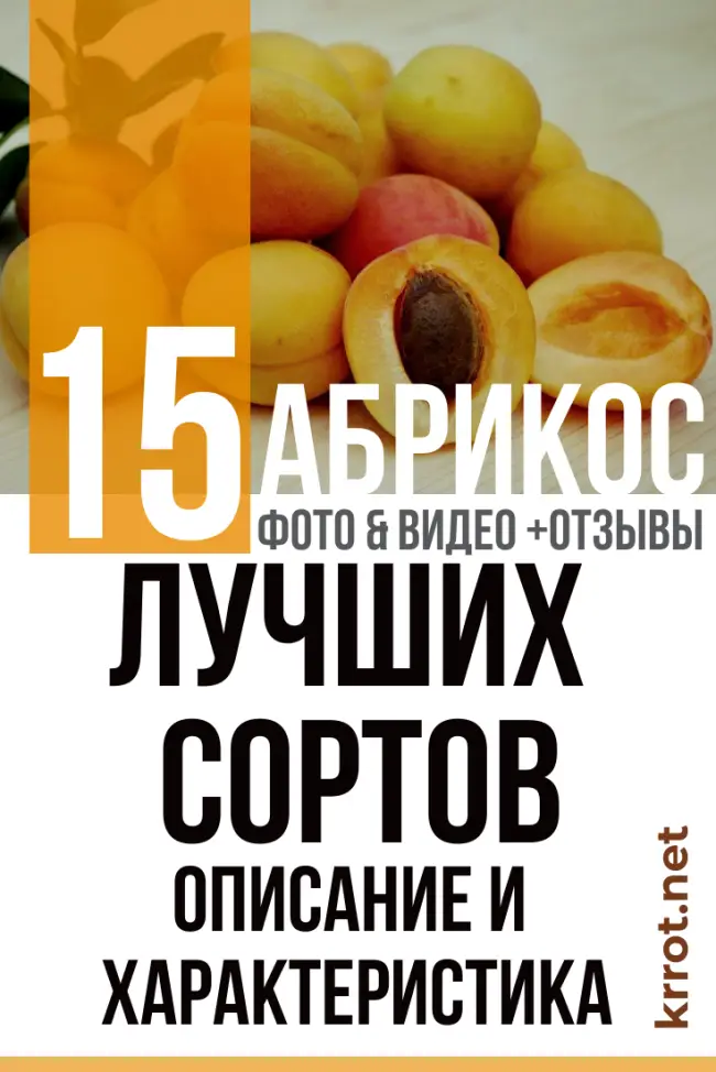 Описание и особенности выращивания абрикоса Саратовский рубин