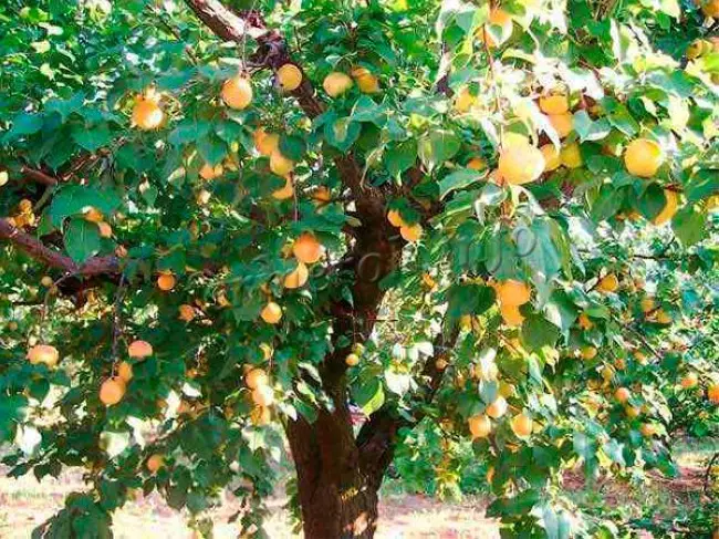 Характеристика и правила выращивания абрикоса Сын Краснощёкого