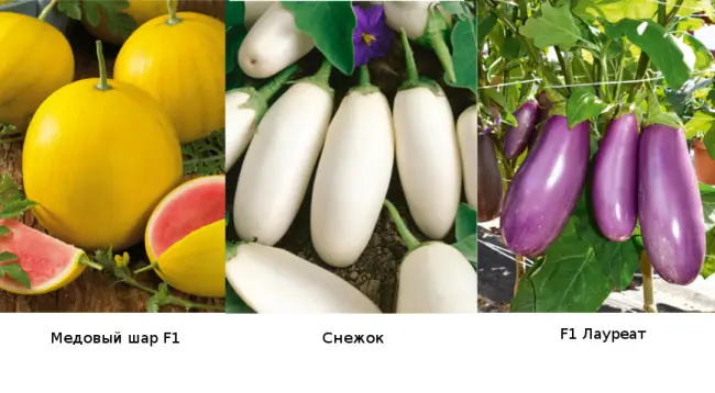 Арбуз Медовый шар F1 семена — низкая цена, описание, отзывы, продажа