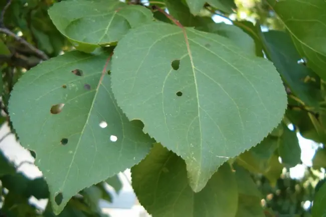 Дырчатая пятнистость на алыче — Клястероспориоз сливового дерева: признаки и причины появления, средства для обработки