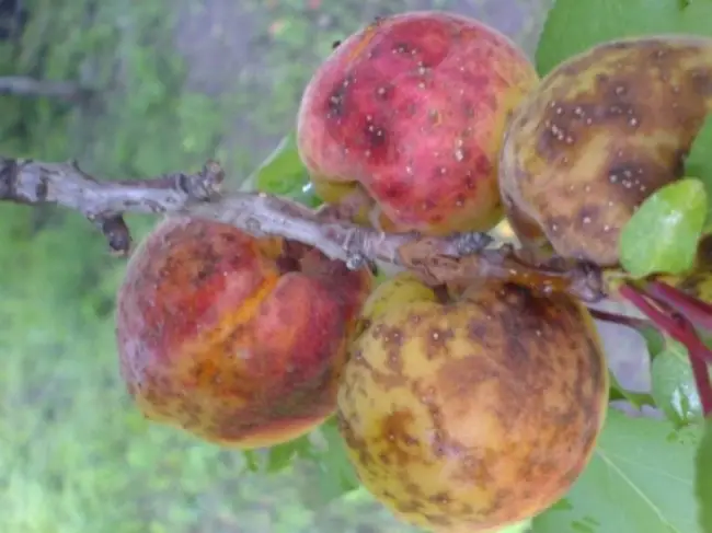 Фузариоз на абрикосе — Болезни абрикоса: какие бывают, когда начинать лечение, как проводить обработку дерева