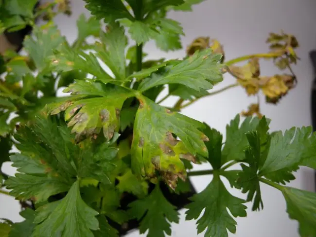Болезни кориандр — Выращивание кинзы семенами на зелень