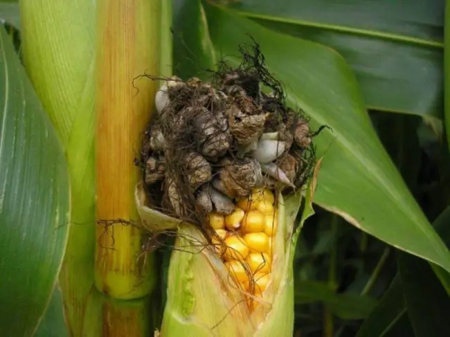 Болезни кукуруза