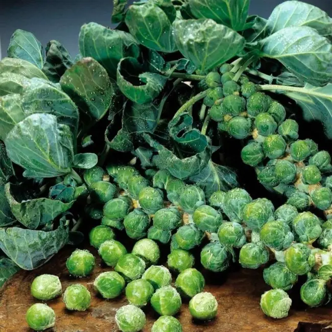 Капуста розелла описание сорта — Как я у себя на даче выращиваю брюссельскую капусту. Этот вкусный овощ вырастить просто. Рассказываю как это у меня получилось + делюсь простым рецептом.