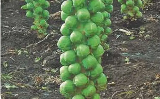 Капуста франклин описание сорта — Как вырастить брюссельскую капусту