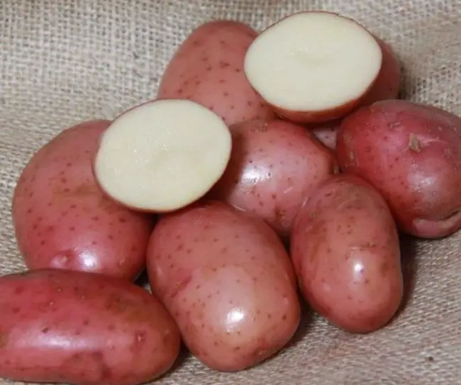 Сорт картофеля Ароза: описание и характеристика, отзывы