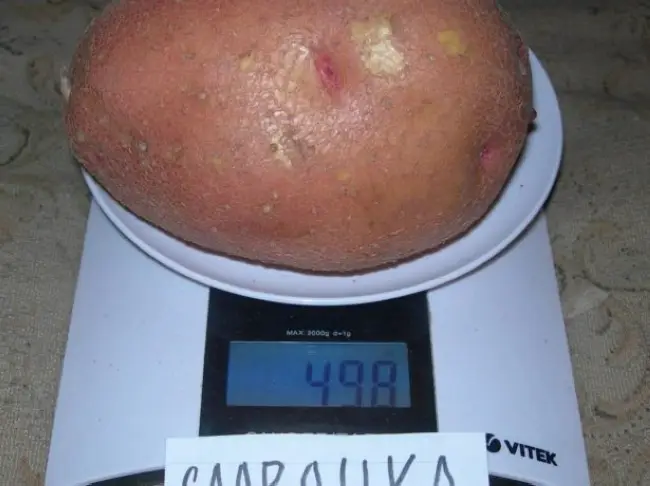 Сорт картофеля "Аспия" - описание характеристики отзывы фото видео