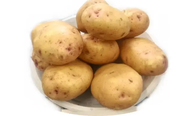 Сорт картофеля «Бурновский» – описание и фото