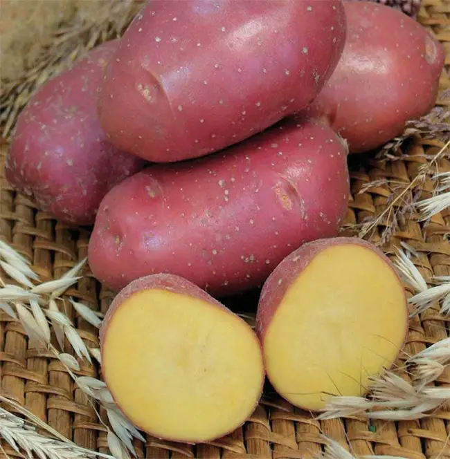 Картофель веснянка описание сорта