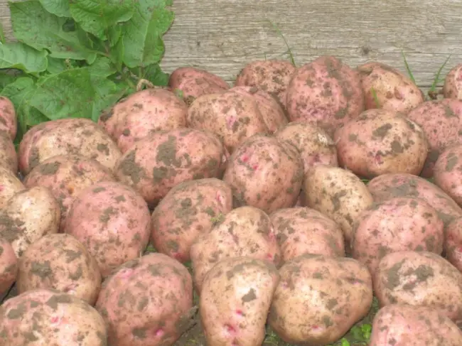 О картофеле Взрывной: описание семенного сорта, характеристики, агротехника