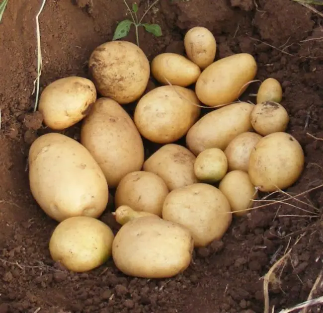 Картофель дидо описание сорта — Сорта картофеля — список по алфавиту